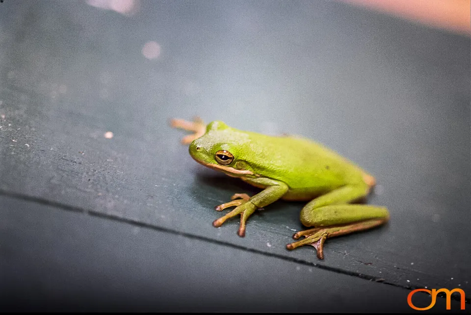 American Green Treefrog
