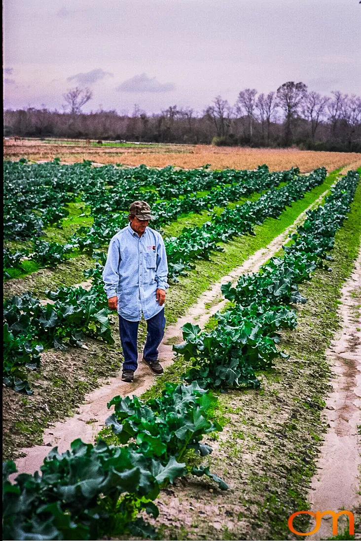 Perique Tobacco: Pressure Fermentation in Louisiana