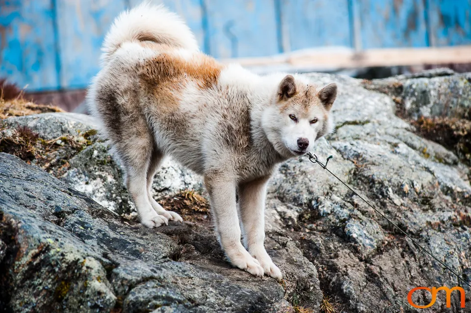 Qimmit: Greenland’s Working Sled Dogs