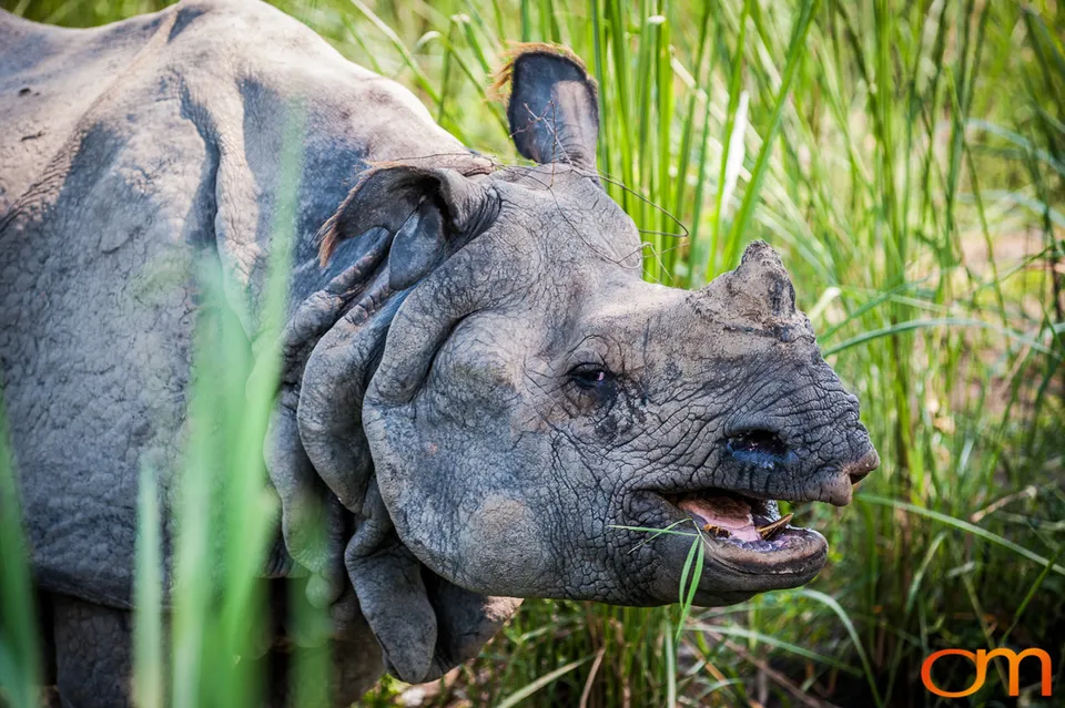 Wildlife in Chitwan National Park