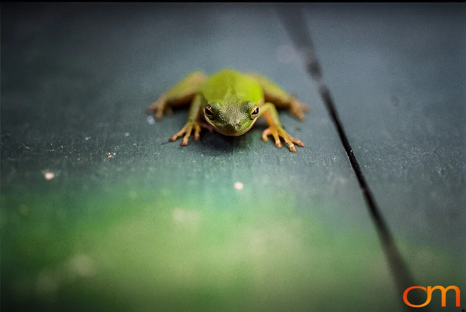 American Green Treefrog