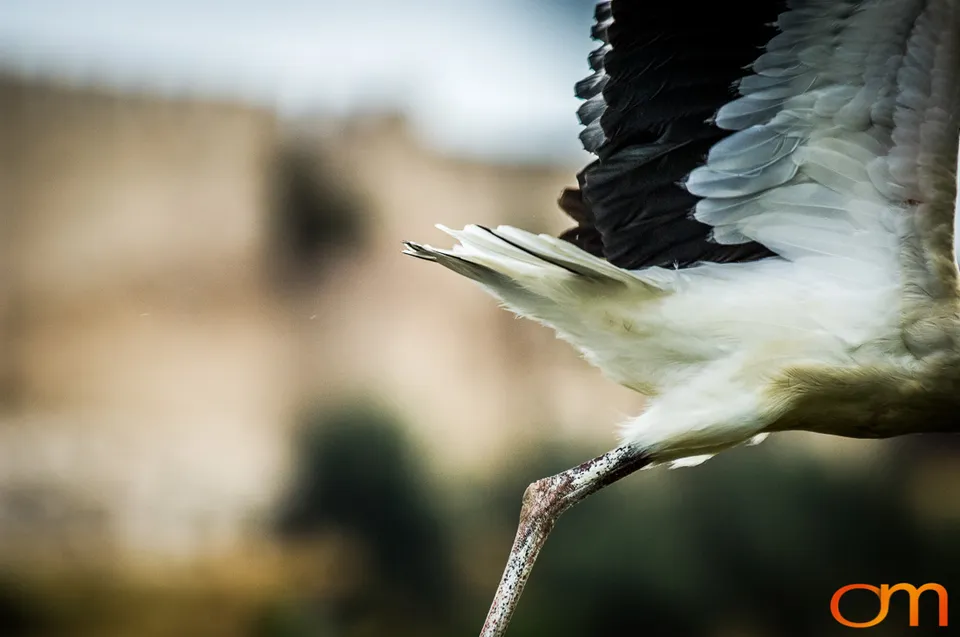 White Storks Nesting in Selçuk