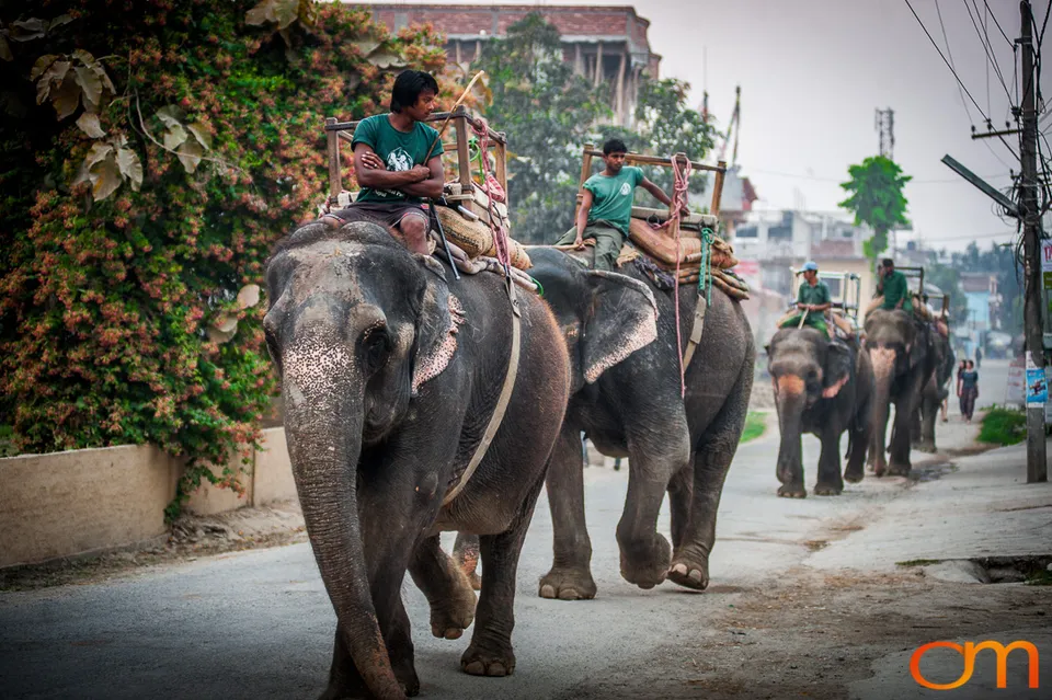 Wildlife in Chitwan National Park
