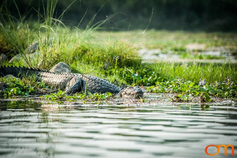 Wildlife in Chitwan National Park
