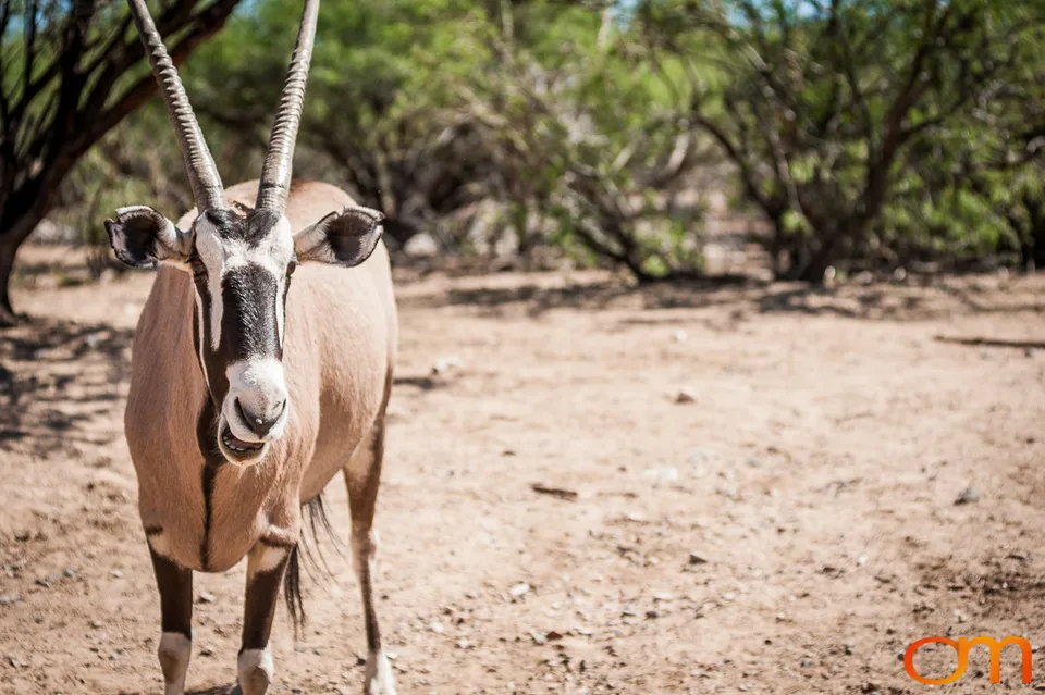Out of Africa Wildlife Park & Sanctuary