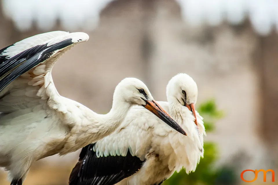 White Storks Nesting in Selçuk