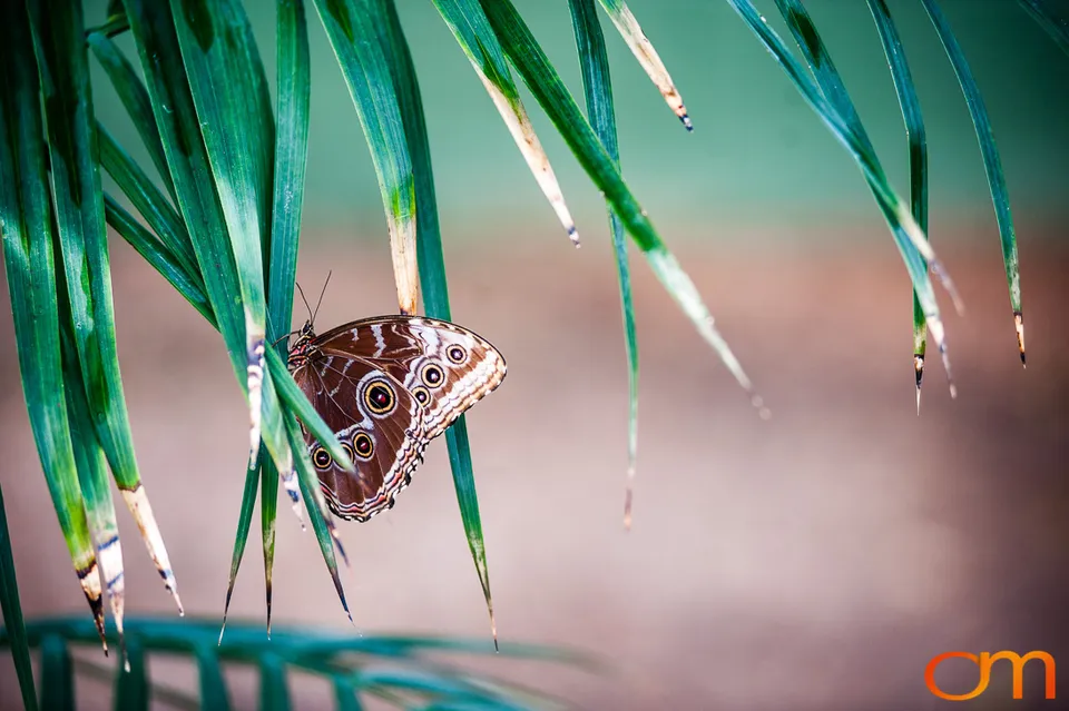 Butterflies and Moths at Butterfly Wonderland