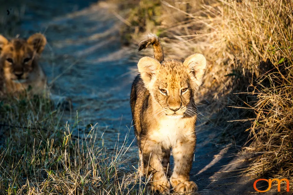 Leopards and Lions: Okavango Delta