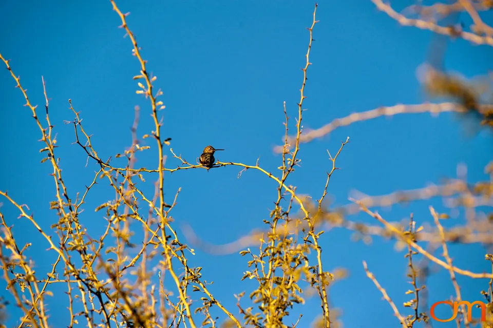 Desert Botanical Garden, Phoenix
