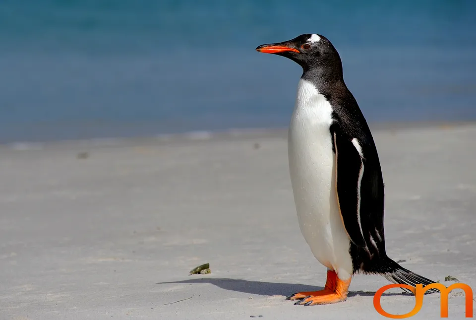 Gentoo Penguins