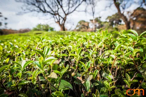 Dharamshala: Tea Fields