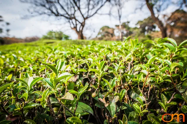 Dharamshala: Tea Fields