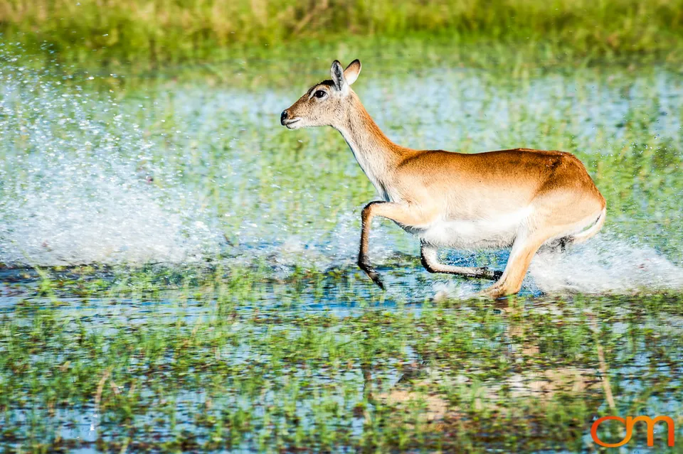 Okavango Delta, Botswana