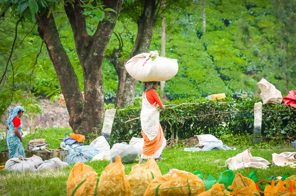 Tea Harvesting in Munnar