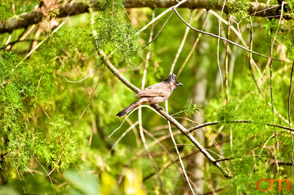 The Indian Sundarbans: Mangrove Forests and Tidal Islands