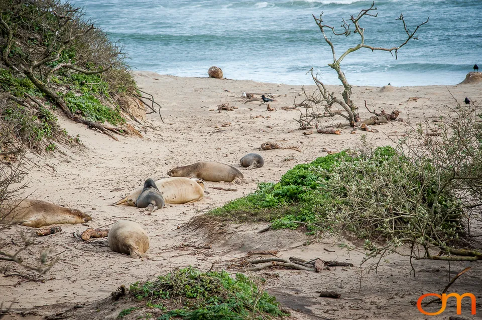 Northern Elephant Seals at Año Nuevo State Park