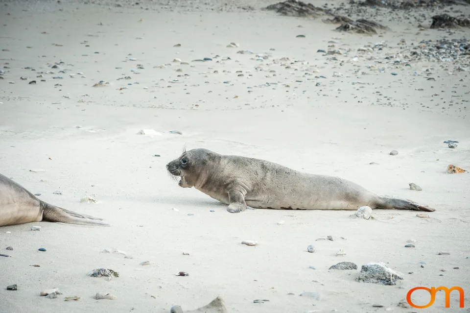 Northern Elephant Seals at Año Nuevo State Park