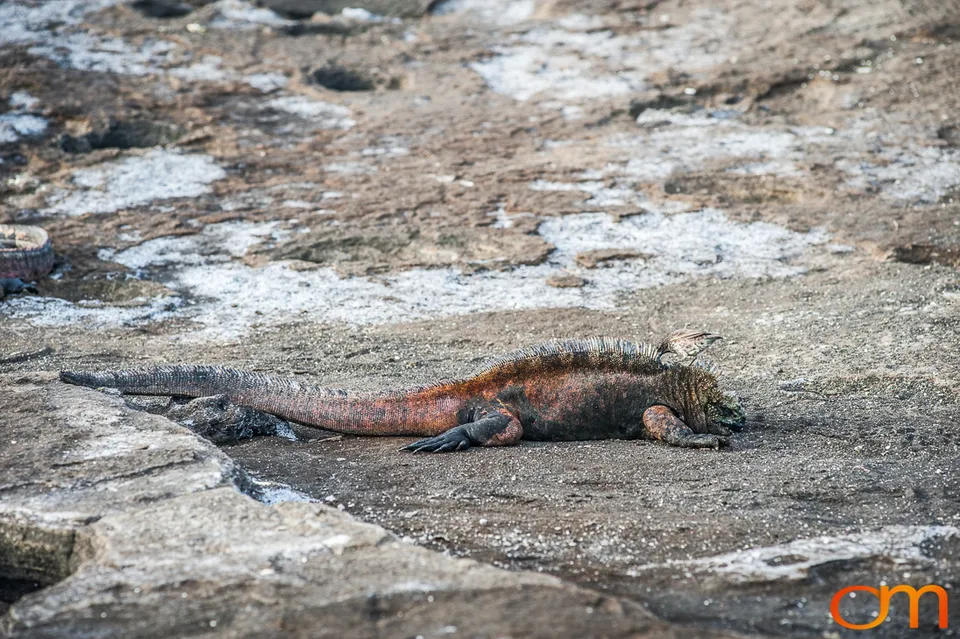 Galápagos Marine Iguana