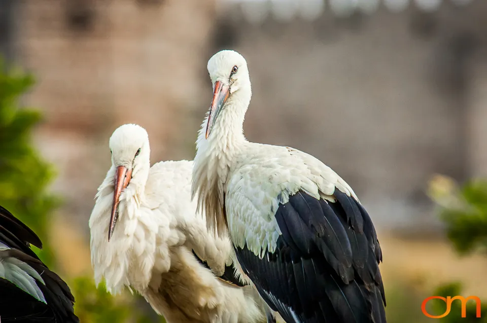 White Storks Nesting in Selçuk