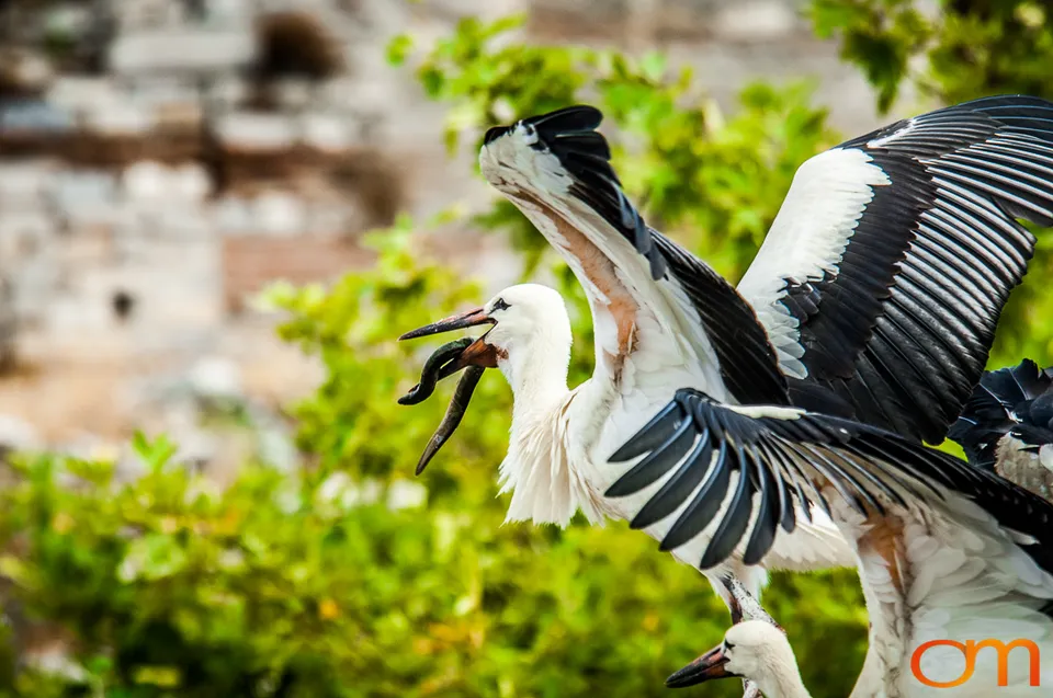 White Storks Nesting in Selçuk