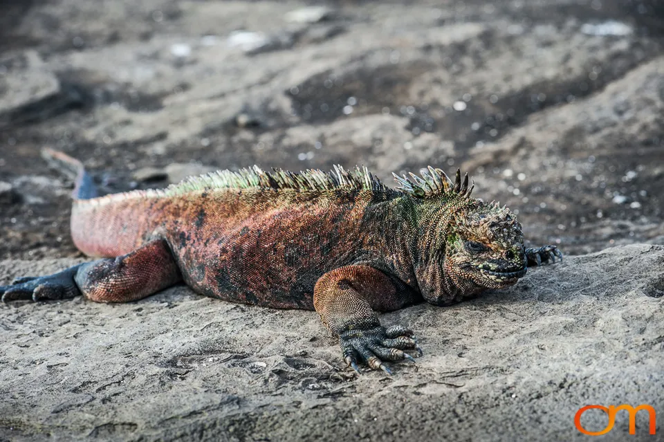 Galápagos Marine Iguana