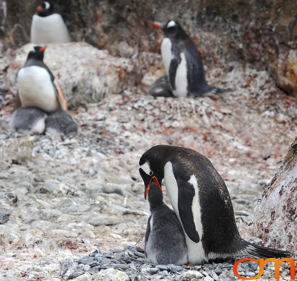 Gentoo Penguins