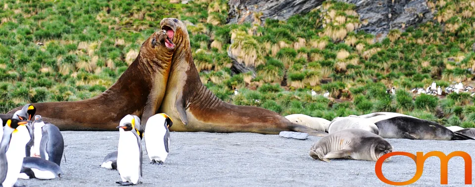 Southern Elephant Seals
