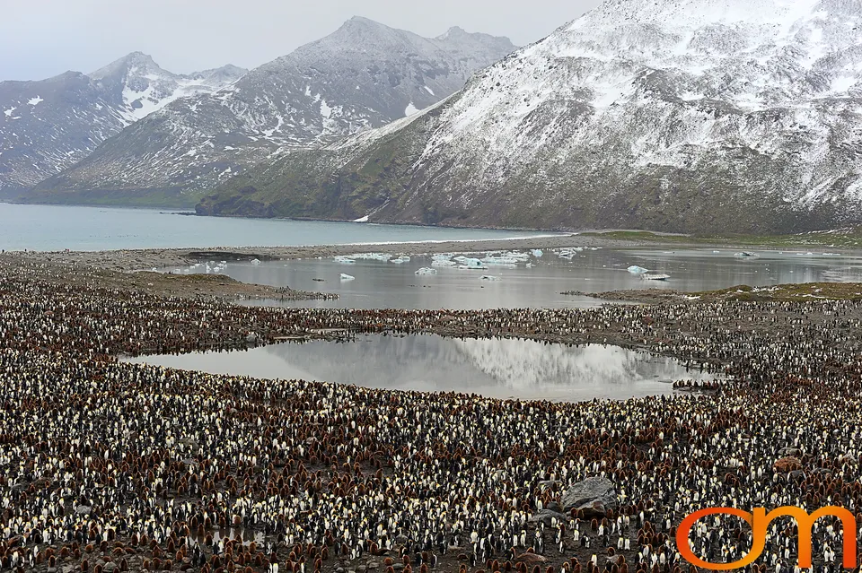 King Penguins