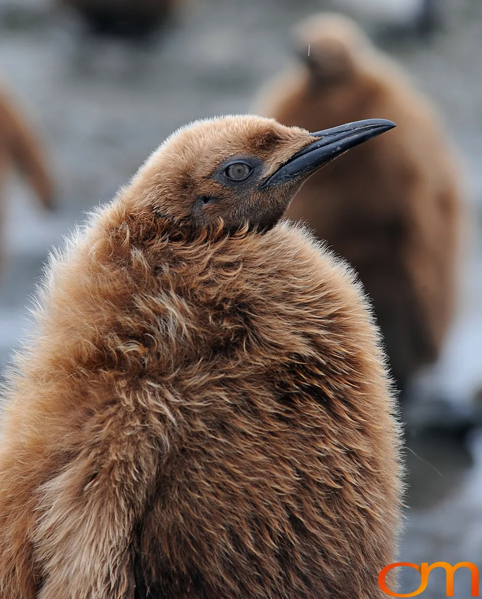 King Penguins