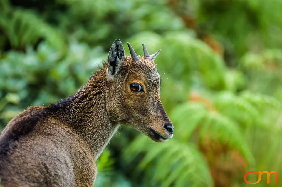 Munnar: Nilgiri Tahr