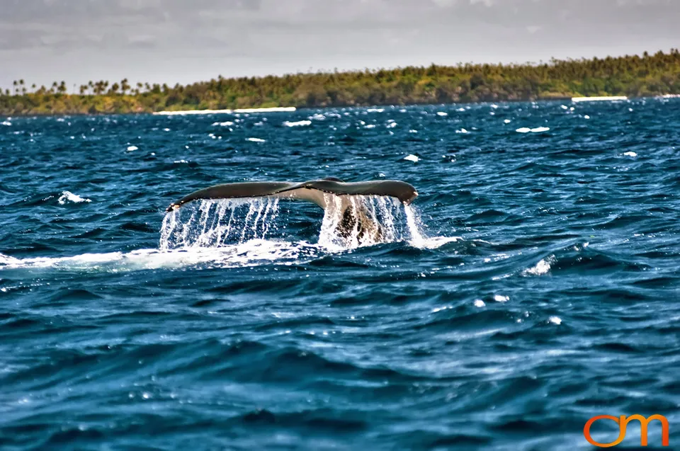 Humpback Whales of Tonga