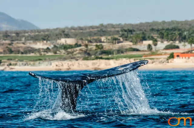 Cabo San Lucas: Marine Wildlife at Land’s End