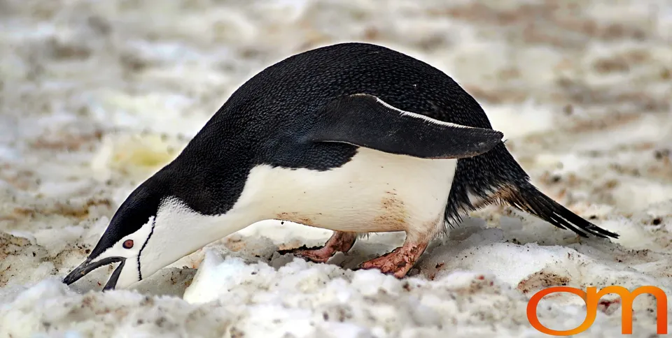 Chinstrap Penguins