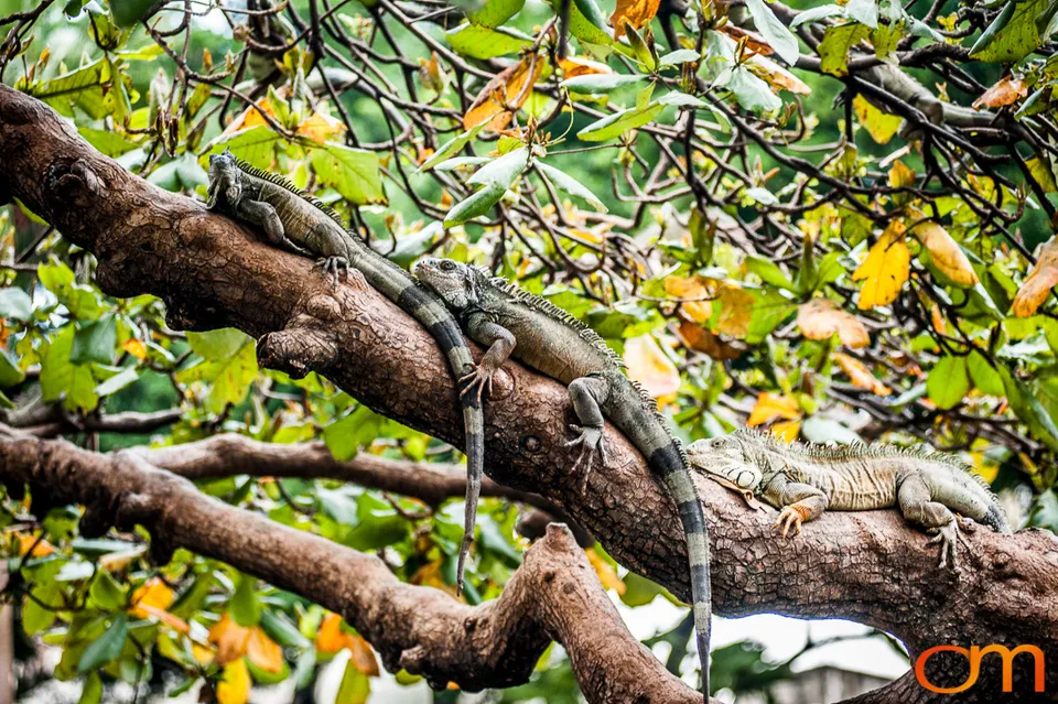 Green Iguana