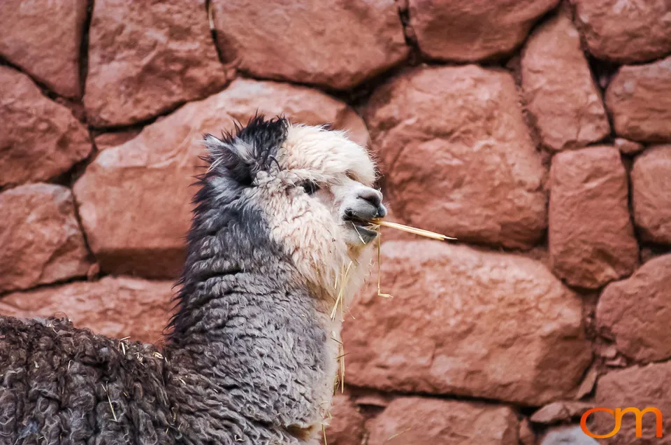 Peru’s Llamas, Alpacas, Guanacos and Vicuñas