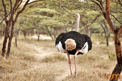 Abijatta-Shalla Lakes National Park
