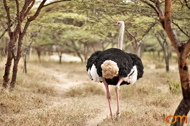 Abijatta-Shalla Lakes National Park