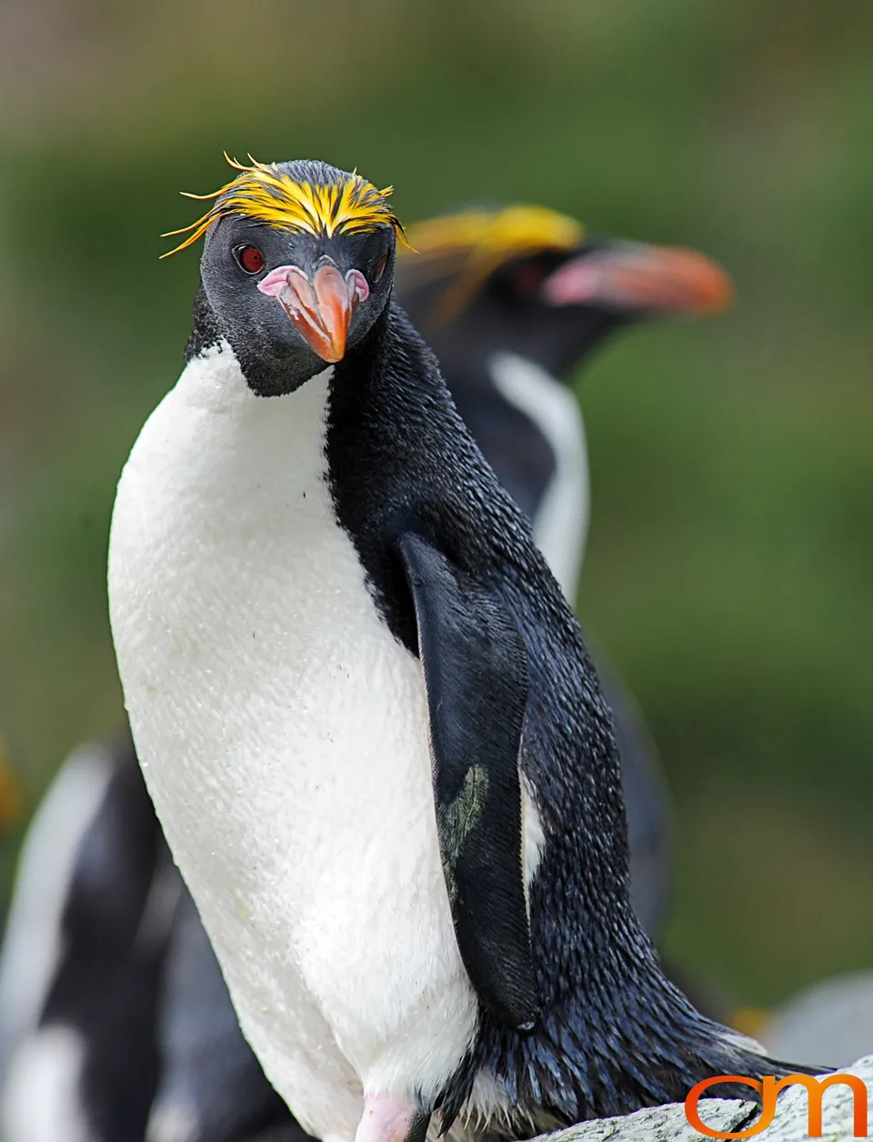 Macaroni Penguins