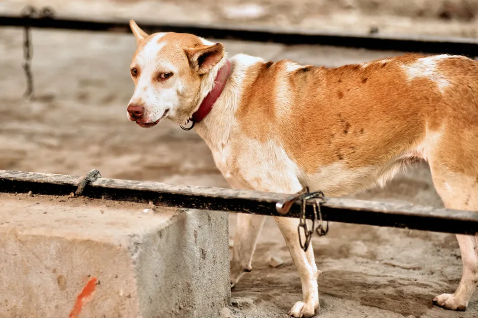Kolkata Street Dogs: Community Care and the Indian Native Dog