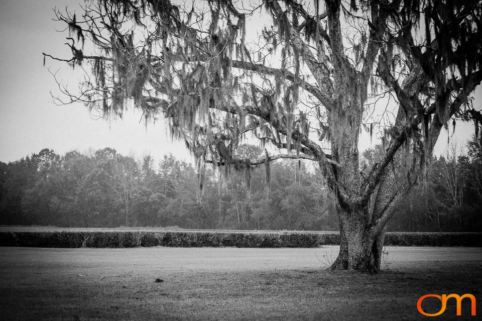 Charleston Tea Garden