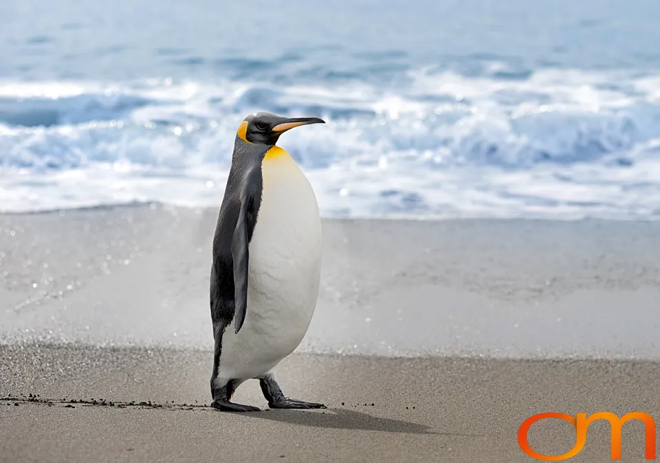 King Penguins