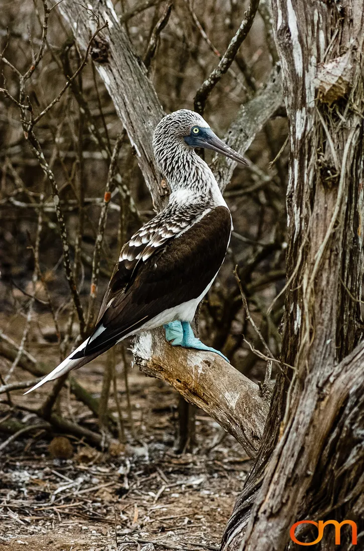 Blue-footed Booby