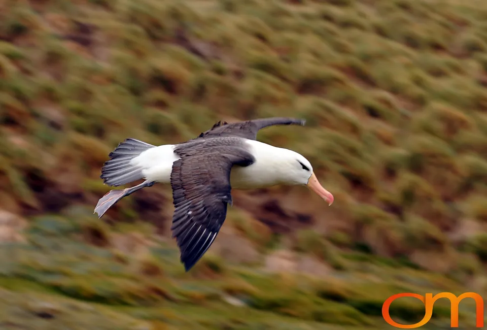 Black-Browed Albatross