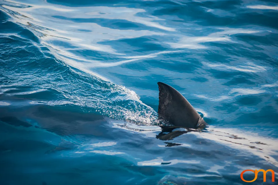 Port Lincoln and the White Sharks of the Neptune Islands