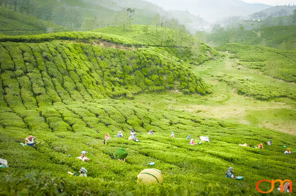 Tea Harvesting in Munnar