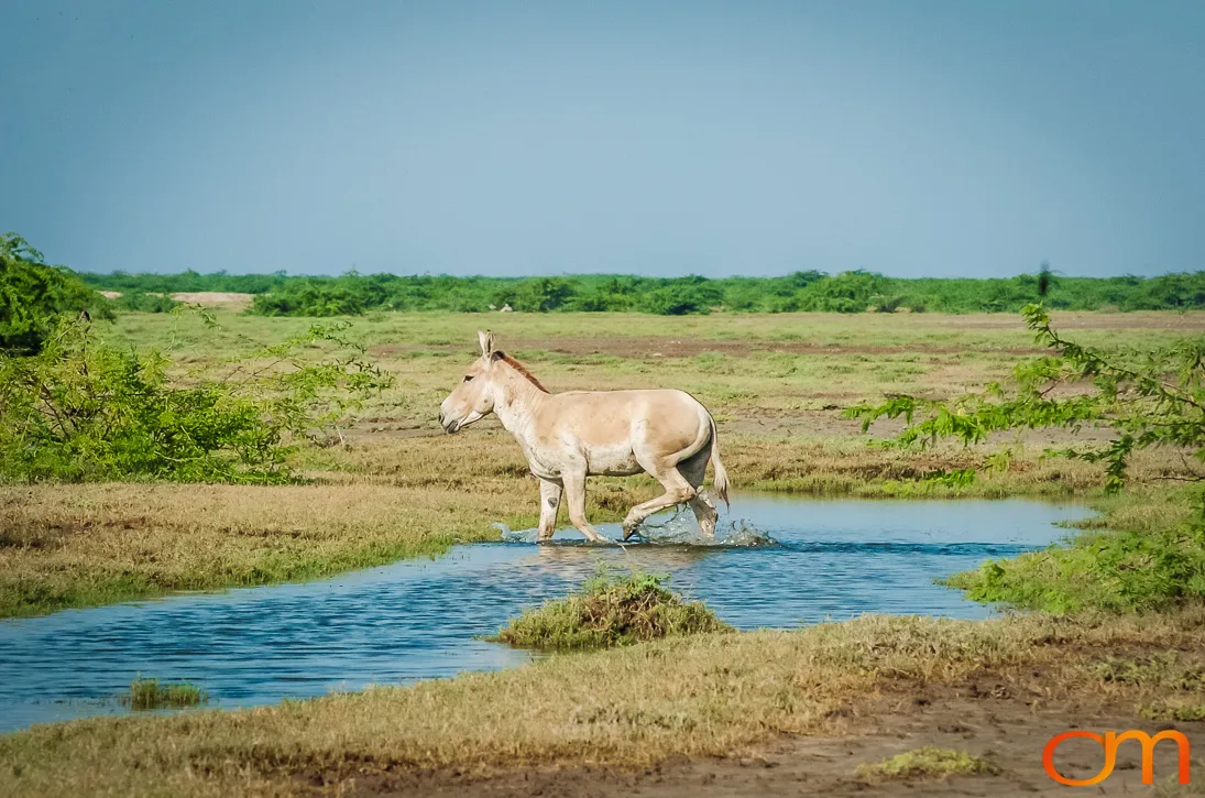 Indian Wild Ass of the Little Rann of Kutch