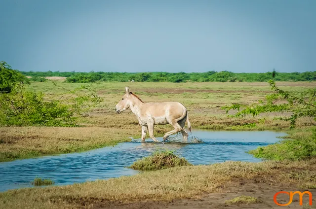 Indian Wild Ass of the Little Rann of Kutch