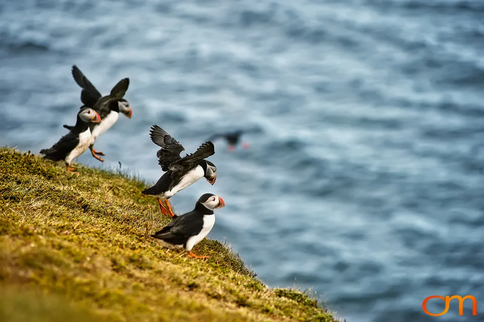 Atlantic Puffins at Látrabjarg