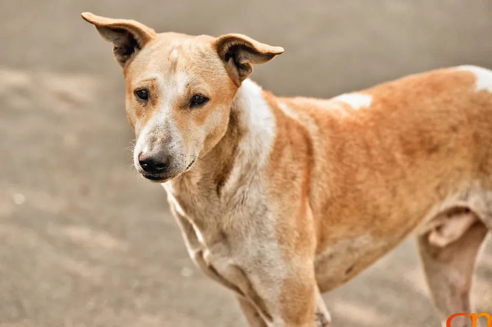 Kolkata Street Dogs: Community Care and the Indian Native Dog