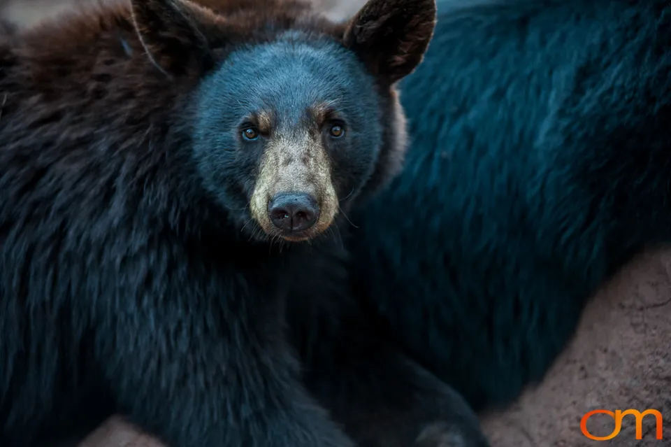 American Black Bears at Bearizona Wildlife Park